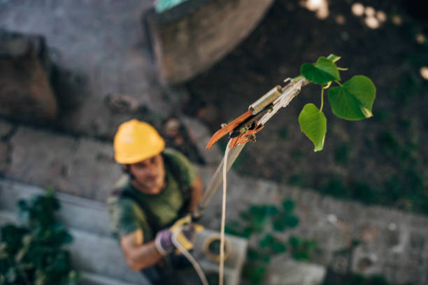 Tree and Shrub Care in Wagener, SC